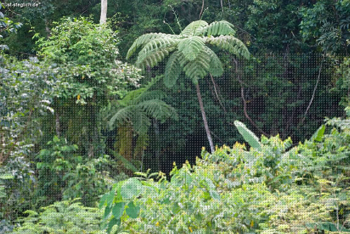 IMGP0998.jpg