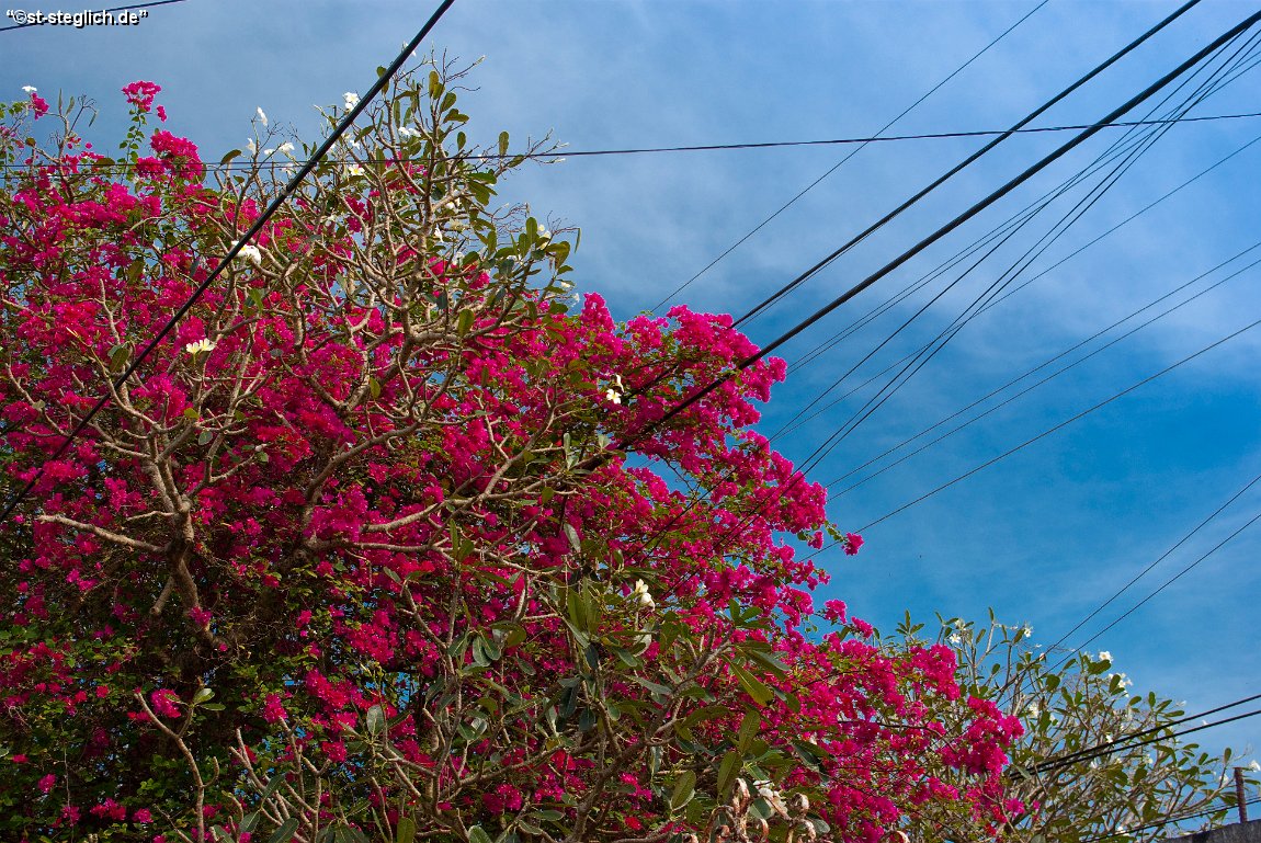 IMGP1138.jpg